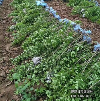 10公分丁香哪里便宜-柳葉丁香-丁香大戶