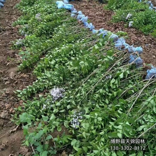 丁香大田苗保定,多品種丁香,降價(jià)銷售