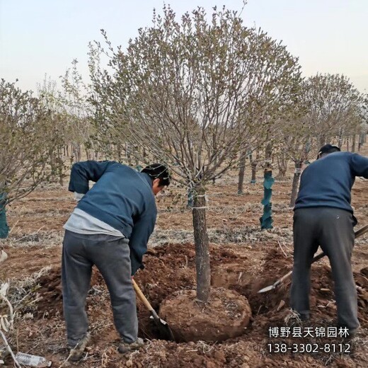 多分支丁香保定,大棚种植丁香,价格多少