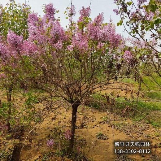 叢生丁香保定,大棚種植丁香,苗圃種植
