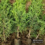 側(cè)柏造林苗保定,苗木綠化商,苗木質(zhì)量好