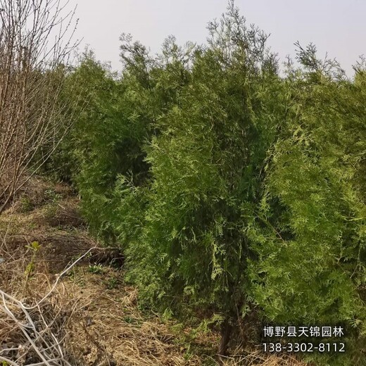 側(cè)柏假植苗保定,本地側(cè)柏苗圃,批發(fā)零售