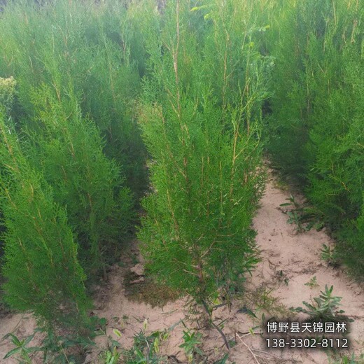 側柏定植苗保定,常綠側柏種植,哪里便宜
