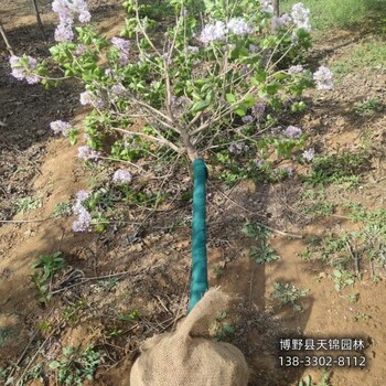 5公分丁香多少錢合適-柳葉丁香-丁香大戶