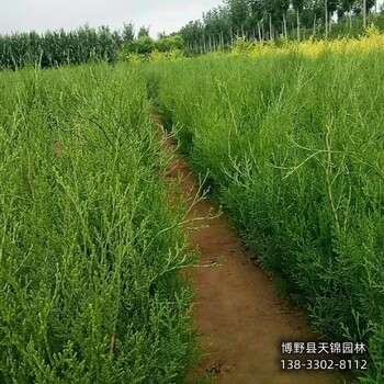 一米二側柏保定,本地側柏苗圃,園林