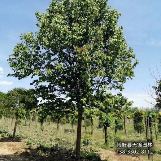 柳葉丁香保定,大棚種植丁香,清地處理