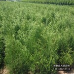 側(cè)柏造林苗保定,本地側(cè)柏苗圃,哪里銷售