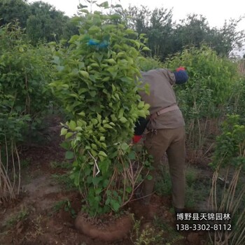 6公分丁香退林销售-黄金丁香-丁香大户