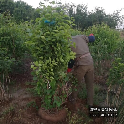 假植苗丁香自產自銷-紫丁香-培育丁香苗
