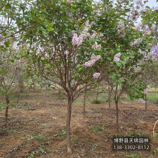 叢生丁香保定,大棚種植丁香,清地處理