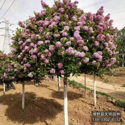 多分支丁香保定,大棚種植丁香,附近苗圃