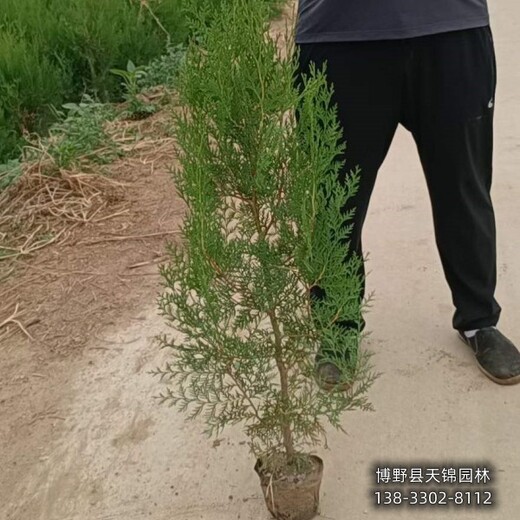 侧柏定植苗保定,常绿侧柏种植,价格咨询