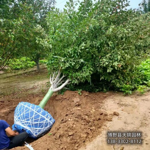 海棠定植苗保定,15公分海棠,苗圃现货