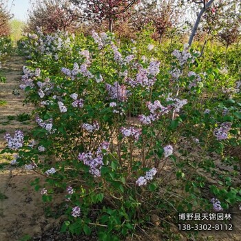 8公分丁香價(jià)格多少-北京丁香-培育丁香苗