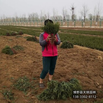 側(cè)柏工程苗保定,常綠側(cè)柏種植,價(jià)格多少