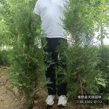 側柏圃地苗保定,本地側柏苗圃,質優