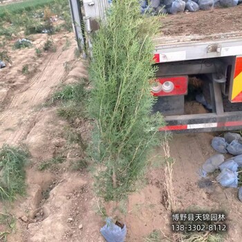 一米二側柏保定,本地側柏苗圃,園林