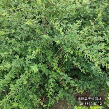 大叢丁香帶土球裝車-北京丁香-培育丁香苗