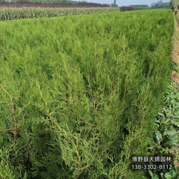側(cè)柏工程苗保定,常綠側(cè)柏種植,價(jià)格多少