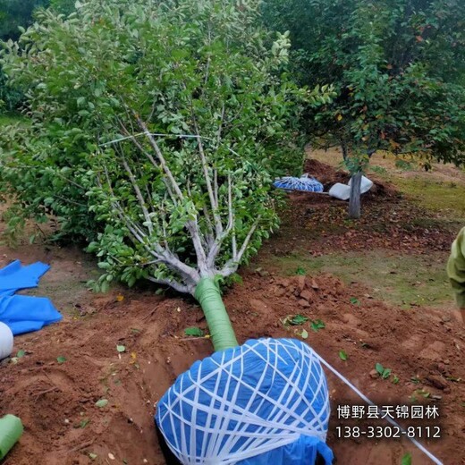 假植苗北美海棠多少钱合适-雄安地区-四季海棠