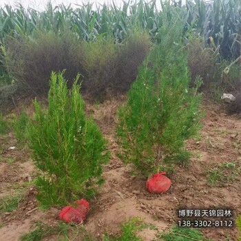 侧柏定植苗保定,常绿侧柏种植,清地处理