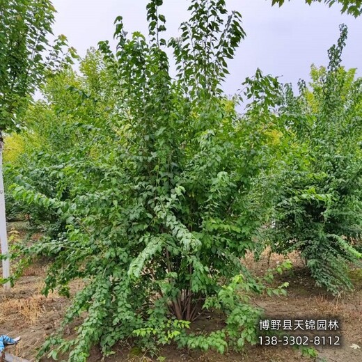 裂葉丁香保定,大棚種植丁香,種植基地