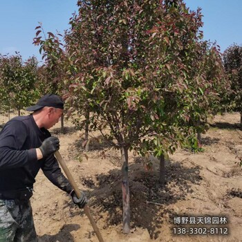 海棠假植苗保定,15公分海棠,苗木质量好