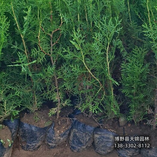 側(cè)柏圃地苗保定,常綠側(cè)柏種植,種植基地