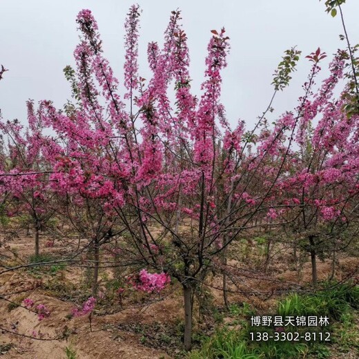 海棠移栽苗保定,8公分海棠,園林