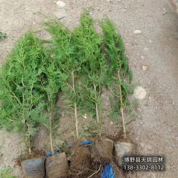 側柏定植苗保定,苗木經紀人,綠化新品種