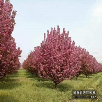 10公分北美海棠貨到付款-河北定州-西府海棠