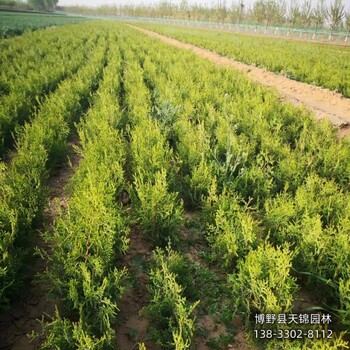 側(cè)柏工程苗保定,常綠側(cè)柏種植,價(jià)格多少