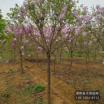 3公分丁香退林销售-白丁香-培育丁香苗