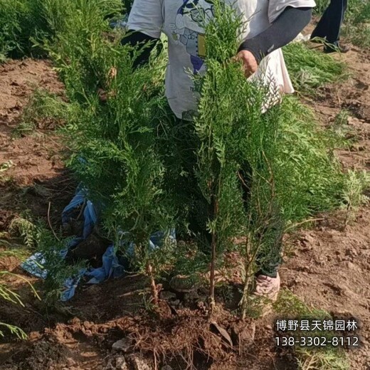 側(cè)柏假植苗保定,常綠側(cè)柏種植,綠化新品種