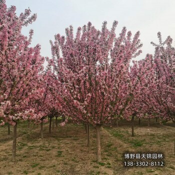 假植苗北美海棠多少钱合适-河北安国-西府海棠