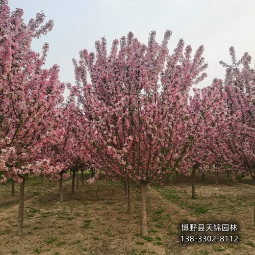 海棠定植苗保定,3公分海棠,綠化新品種