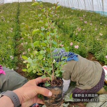 4公分丁香带土球装车-黄丁香-培育丁香苗