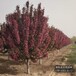 假植苗北美海棠多少钱合适-保定地区-梨花海棠