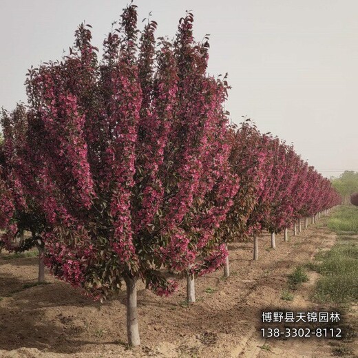 海棠移栽苗保定,8公分海棠,綠化新品種