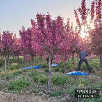 6公分北美海棠來(lái)電咨詢(xún)-河北博野縣-絢麗海棠