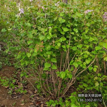 4公分丁香哪里便宜-暴馬丁香-培育丁香苗