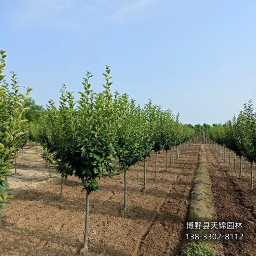 15公分北美海棠哪里便宜-保定地區(qū)-紅果海棠