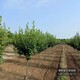 北美海棠圖