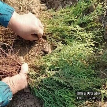 一米二側柏保定,本地側柏苗圃,園林