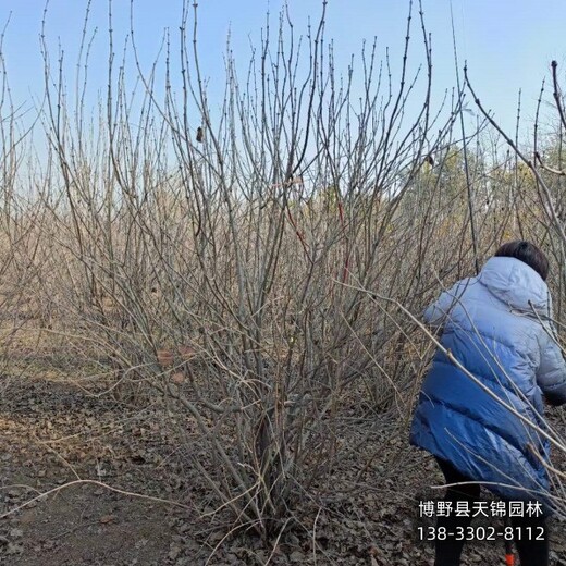 丁香小苗保定,大棚种植丁香,自产自销