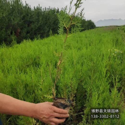 侧柏定植苗保定,本地侧柏苗圃,哪里供应