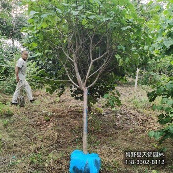 10公分丁香全国供应-香水丁香-丁香大户