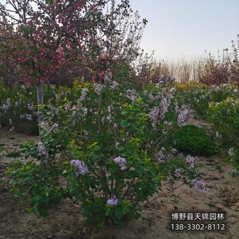 假植苗丁香价格行情-紫丁香-培育丁香苗