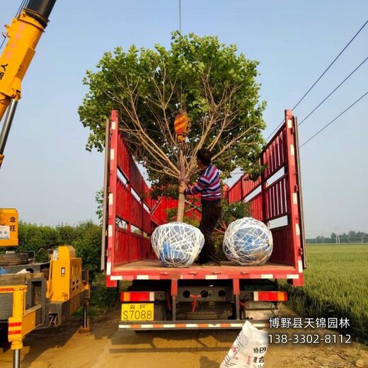 裂叶丁香保定,大棚种植丁香,农户种植