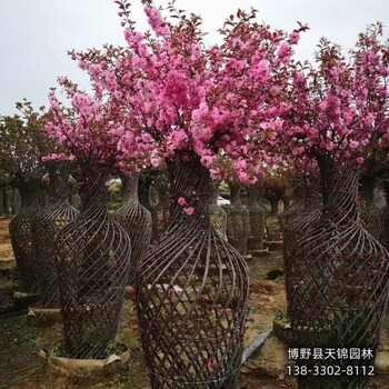15公分北美海棠哪里便宜-保定地區-八棱海棠